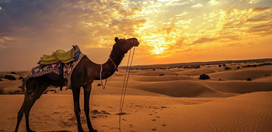 Explore Royalty in Rajasthan at just ₹ 0.00 with https://expeditionelite.in