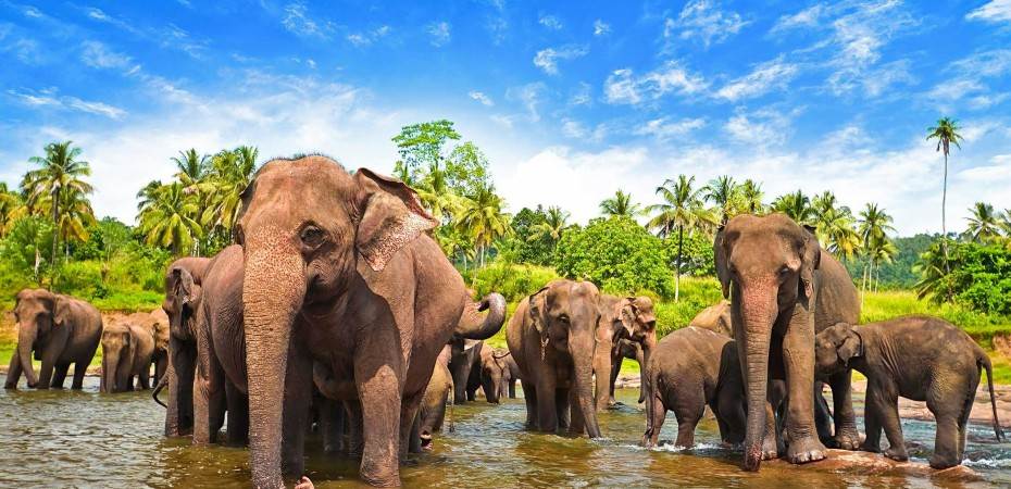 Explore Discover Sri Lanka at just ₹ 17,500.00 with https://expeditionelite.in