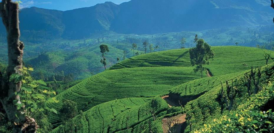 Explore Discover Sri Lanka at just ₹ 17,500.00 with https://expeditionelite.in