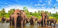 Explore Discover Sri Lanka at just ₹ 17,500.00 with https://expeditionelite.in